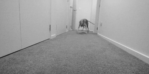 Gif de un perro que está corriendo por un pasillo y frena de repente