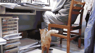 Gif de un gato reclamando atención a una persona sentada